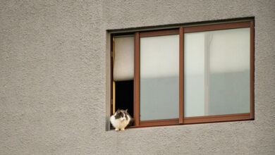Una persona acariciando a un gato en su regazo