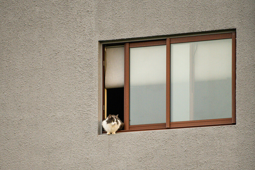 Una persona acariciando a un gato en su regazo