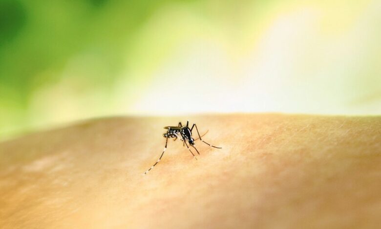 Mosquito alimentándose de sangre