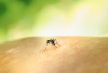 Mosquito en una piel humana