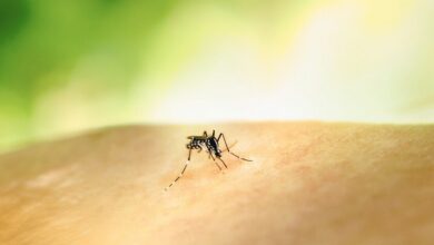 Mosquito en una piel humana