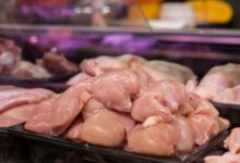 Un pollo amarillo y un pollo blanco en una mesa de cocina