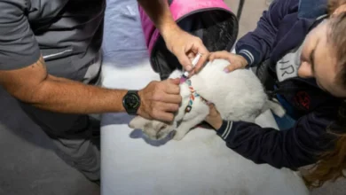 Vacunación antirrábica para perros y gatos en Córdoba