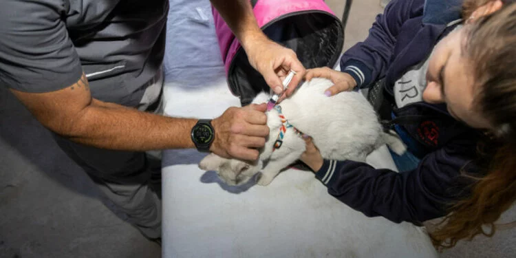 Vacunación antirrábica para perros y gatos en Córdoba