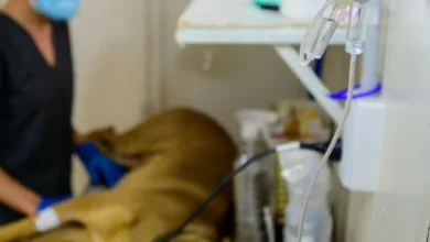 Unidad móvil de Biocórdoba realizando una esterilización de perro en el CPC Empalme