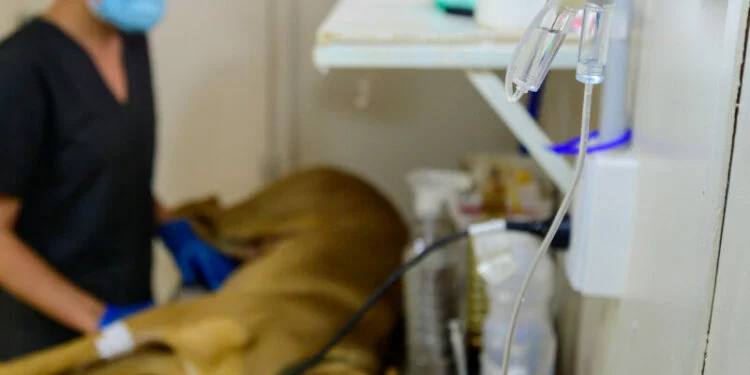 Unidad móvil de Biocórdoba realizando una esterilización de perro en el CPC Empalme