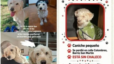 Candela Urban Ricciardi, rescatista independiente, advierte sobre estafas con mascotas perdidas en Córdoba