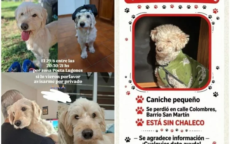 Candela Urban Ricciardi, rescatista independiente, advierte sobre estafas con mascotas perdidas en Córdoba