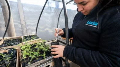 Plántulas de especies nativas cultivadas en el Parque de la Biodiversidad de Córdoba