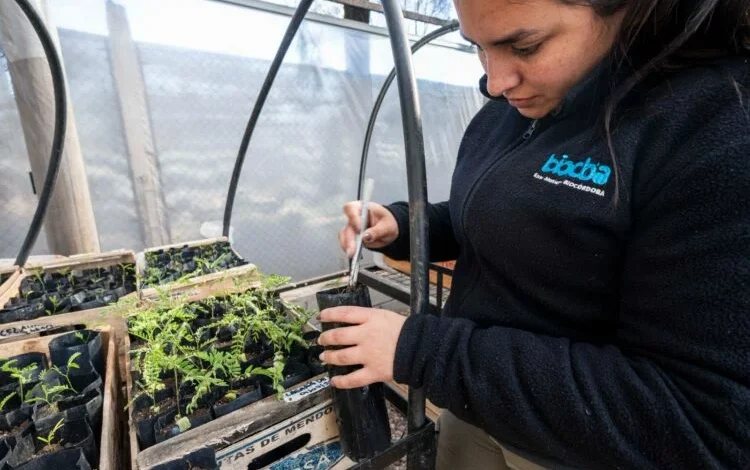 Plántulas de especies nativas cultivadas en el Parque de la Biodiversidad de Córdoba