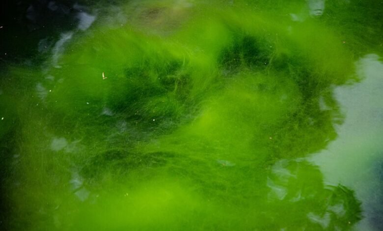 Micrografía de la alga verde Chlamydomonas reinhardtii, base del descubrimiento de la optogenética