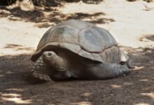 Jonathan, tortuga gigante de Aldabra de 194 años bajo su caparazón