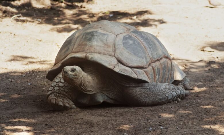Jonathan, tortuga gigante de Aldabra de 194 años bajo su caparazón