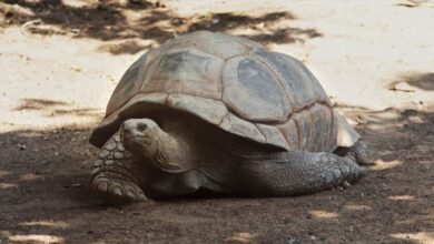 Jonathan la tortuga gigante de Aldabra con su caparazón marcado por los años